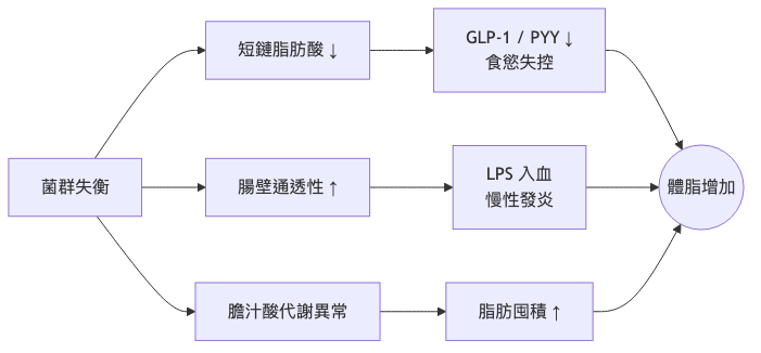 腸道菌群跟肥胖有什麼關係 菌群失衡導致肥胖機轉流程圖