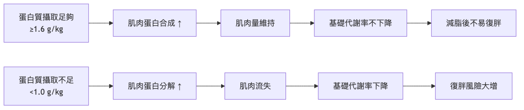 減脂期蛋白質一天要吃多少 蛋白質攝取對減脂的影響流程圖