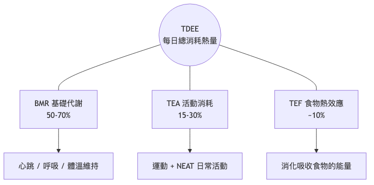 tdee計算 TDEE 組成流程圖