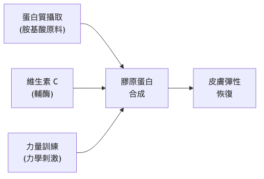 瘦下來皮膚鬆弛怎麼辦 膠原蛋白合成流程圖
