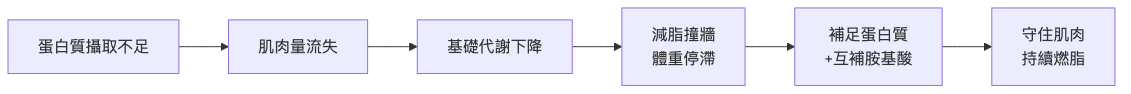 素食者減脂蛋白質怎麼補夠 蛋白質不足對減脂的影響流程